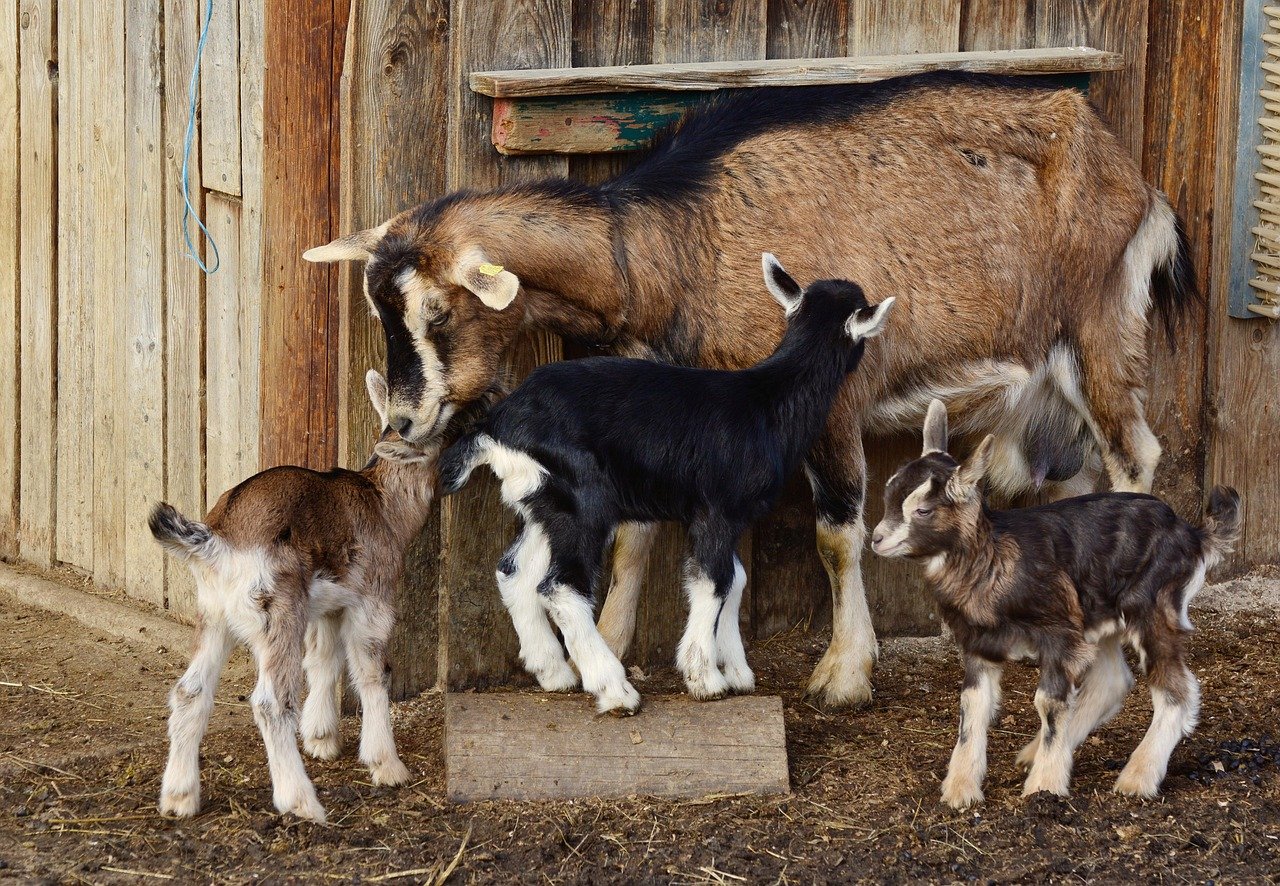 goats, kid, young goats, domestic goat, lambs, little goat, mother goat, suckle, mammal, farm yard, cub, goats, goats, goats, goats, goats