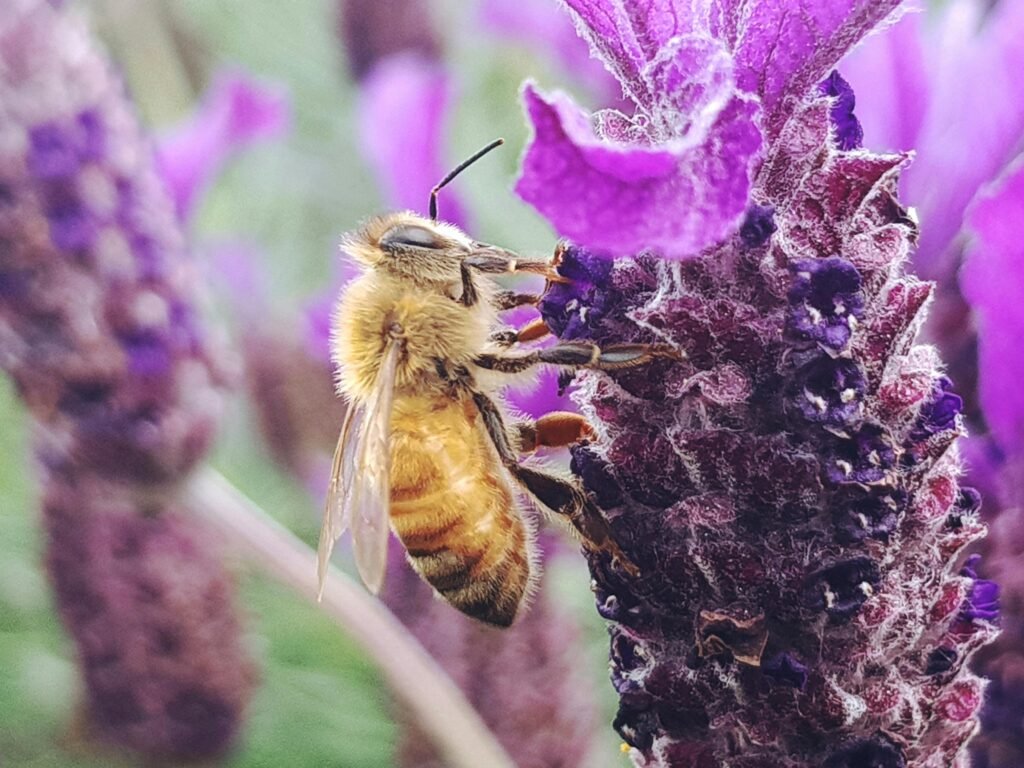 A detailed macro shot of a honeybee collecting nectar from a vibrant purple lavender flower.